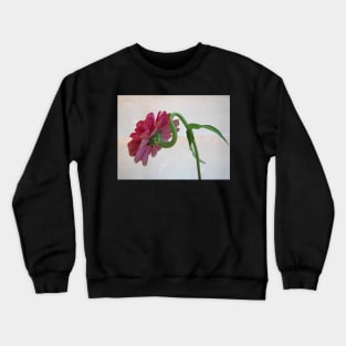 Curves Crewneck Sweatshirt